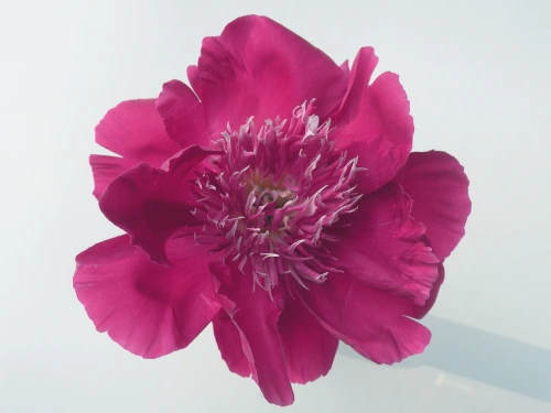 In America, anemone form herbaceous peonies are often referred to as 'Japanese' form, most likely because the first herbaceous peonies to flower in this form were initially imported from Japan.
