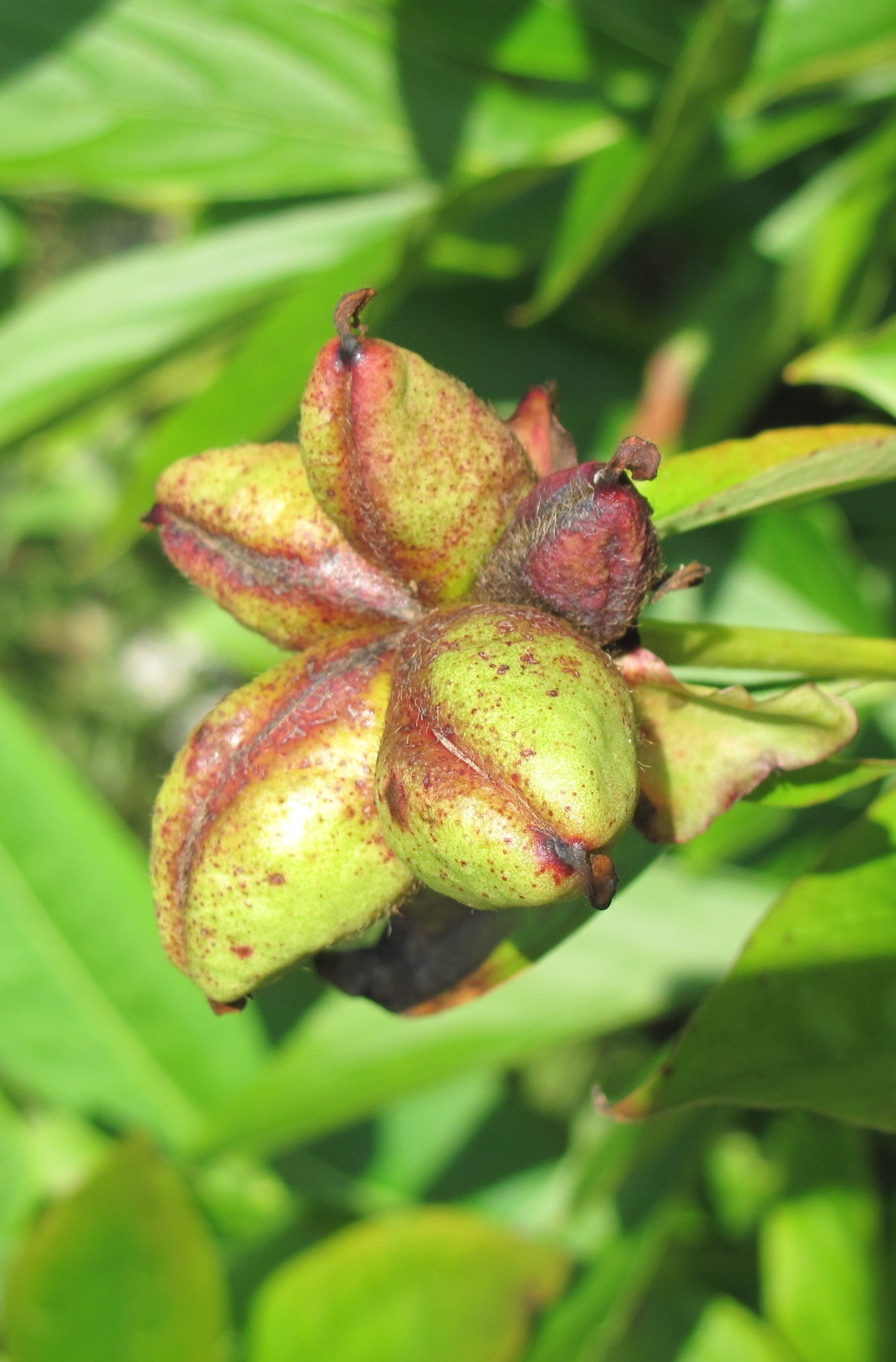Growing Peonies from Seed – Cricket Hill Garden