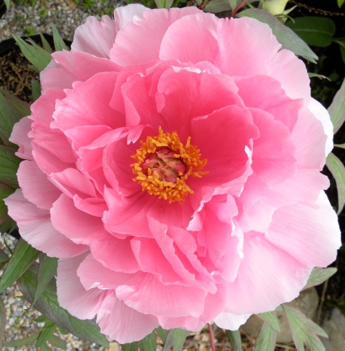 'Eternal Camellias' Yachiyo tsubaki 八千代椿 is a very reliable grower and bloomer.