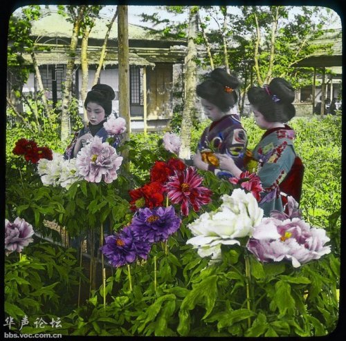 peonies in tokyo circa 1910