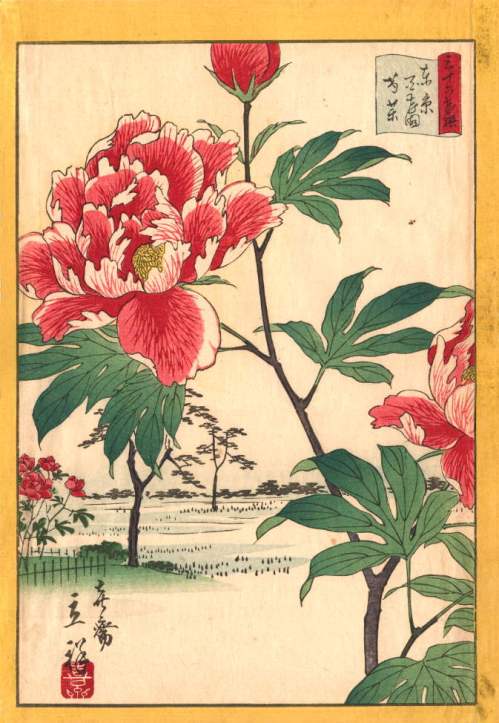 Peonies at Hyakken an 1866 woodblock print by Utagawa Shigenobu depicts the tree peonies at a famous public garden in Tokyo.