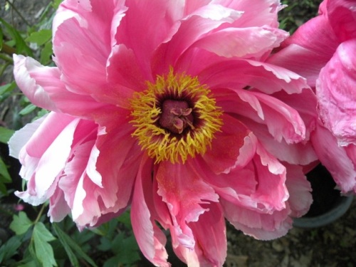 'Seven Gods of Good Fortune' Shin Shichifukujin is one of our most vibrant dark pink Japanese tree peonies.