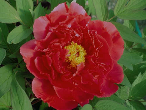'The Sun' Taiyo this is perhaps the brightest red tree peony in our entire collection.