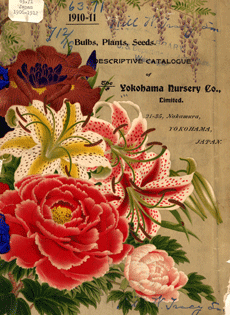 The Yokohama Nursery was know for its large selection of tree peonies, irises and lilies. This nursery exported to the United States from the early 1900s until the eve of World War 2.