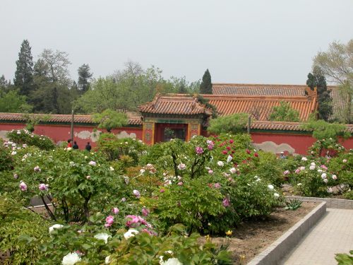 Tree peonies planted in the former imperial gardens in the Forbidden City, Beijing. 