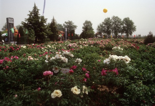 Mass tree peony planting at the Hundred Flowers Garden in Heze, Shandong province, China.