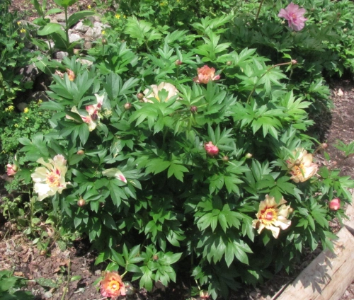 'Court Jester' intersectional peony