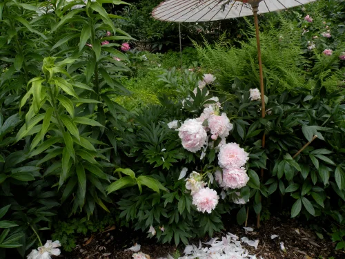Some cultivars of P. lactiflora herbacoeus peonies were selected for flower size alone.  Such varieties have a dendency to droop down. They make excellent cut flowers but are less desirable for landscape plantings. 