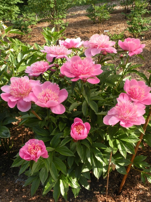 Variteies of P. lactiflora account for many of the best known herbaceous peonies. 