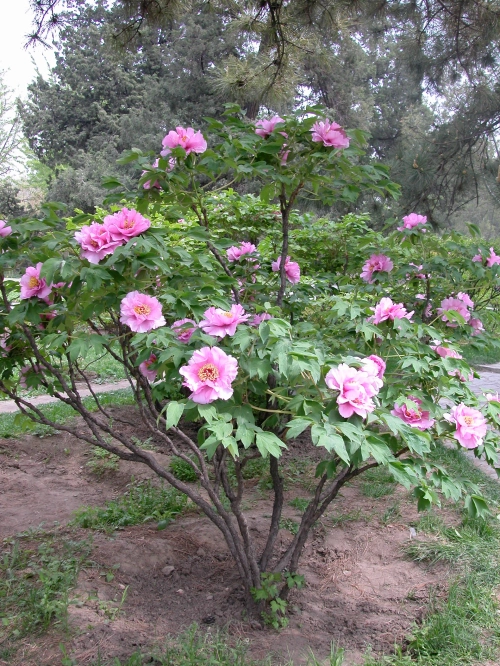 Upright form tree peony blooming in Beijing, China. Note how the yearly growth has been removed so the majestic woody structure of the plant is clearly visible.