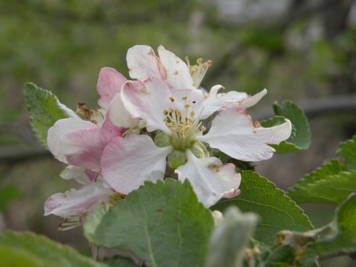 Continuing with members of the Rosacea family, apples are also in full bloom. 