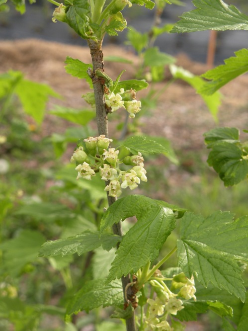 Black currant bloom is just finishing up. Bushes loom to be loaded this year.