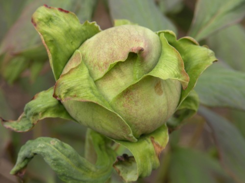 So many peony blossoms still to come. The majority of buds are still hard as marbles.